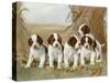 Belle's Pups-Ruane Manning-Stretched Canvas