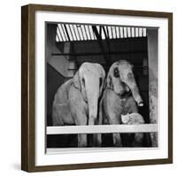 Belle Vue Zoo, 1962-Howard Walker-Framed Photographic Print