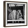 Belle Vue Zoo, 1962-Howard Walker-Framed Photographic Print