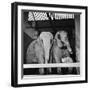 Belle Vue Zoo, 1962-Howard Walker-Framed Photographic Print