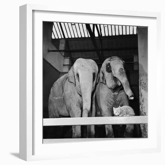 Belle Vue Zoo, 1962-Howard Walker-Framed Photographic Print