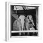 Belle Vue Zoo, 1962-Howard Walker-Framed Photographic Print