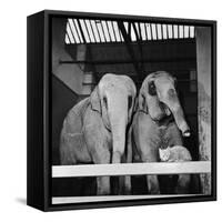 Belle Vue Zoo, 1962-Howard Walker-Framed Stretched Canvas