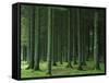 Bellever Forest, Dartmoor, Devon, England, United Kingdom, Europe-Lee Frost-Framed Stretched Canvas