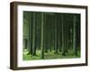 Bellever Forest, Dartmoor, Devon, England, United Kingdom, Europe-Lee Frost-Framed Photographic Print