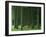 Bellever Forest, Dartmoor, Devon, England, United Kingdom, Europe-Lee Frost-Framed Photographic Print