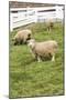 Bellevue, WA. Coopworth and Romney Southdown crossbreed sheep in pasture.-Janet Horton-Mounted Photographic Print