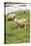 Bellevue, WA. Coopworth and Romney Southdown crossbreed sheep in pasture.-Janet Horton-Stretched Canvas