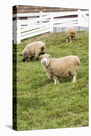 Bellevue, WA. Coopworth and Romney Southdown crossbreed sheep in pasture.-Janet Horton-Stretched Canvas