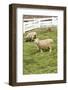 Bellevue, WA. Coopworth and Romney Southdown crossbreed sheep in pasture.-Janet Horton-Framed Photographic Print
