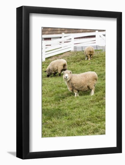 Bellevue, WA. Coopworth and Romney Southdown crossbreed sheep in pasture.-Janet Horton-Framed Photographic Print