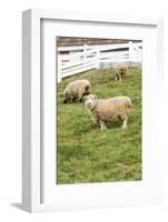 Bellevue, WA. Coopworth and Romney Southdown crossbreed sheep in pasture.-Janet Horton-Framed Photographic Print