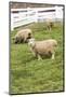 Bellevue, WA. Coopworth and Romney Southdown crossbreed sheep in pasture.-Janet Horton-Mounted Photographic Print