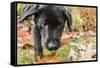 Bellevue, WA. Portrait of a three month old black Labrador Retriever puppy on an Autumn day.-Janet Horton-Framed Stretched Canvas