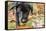 Bellevue, WA. Portrait of a three month old black Labrador Retriever puppy on an Autumn day.-Janet Horton-Framed Stretched Canvas