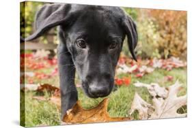 Bellevue, WA. Portrait of a three month old black Labrador Retriever puppy on an Autumn day.-Janet Horton-Stretched Canvas