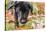 Bellevue, WA. Portrait of a three month old black Labrador Retriever puppy on an Autumn day.-Janet Horton-Stretched Canvas