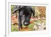 Bellevue, WA. Portrait of a three month old black Labrador Retriever puppy on an Autumn day.-Janet Horton-Framed Photographic Print