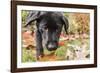 Bellevue, WA. Portrait of a three month old black Labrador Retriever puppy on an Autumn day.-Janet Horton-Framed Photographic Print