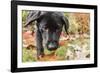 Bellevue, WA. Portrait of a three month old black Labrador Retriever puppy on an Autumn day.-Janet Horton-Framed Photographic Print