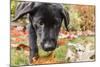 Bellevue, WA. Portrait of a three month old black Labrador Retriever puppy on an Autumn day.-Janet Horton-Mounted Photographic Print