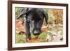 Bellevue, WA. Portrait of a three month old black Labrador Retriever puppy on an Autumn day.-Janet Horton-Framed Photographic Print