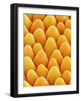 Bellflower Petal-Micro Discovery-Framed Photographic Print