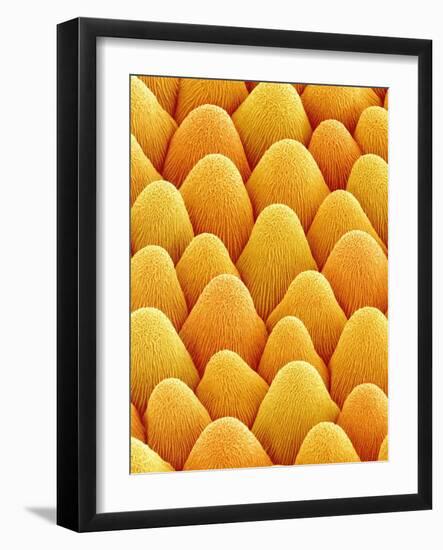 Bellflower Petal-Micro Discovery-Framed Photographic Print