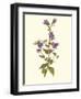 Bellflower-Moritz Michael Daffinger-Framed Art Print