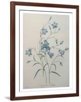 Bellflower-Pierre-Joseph Redoute-Framed Art Print