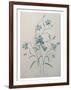 Bellflower-Pierre-Joseph Redoute-Framed Art Print