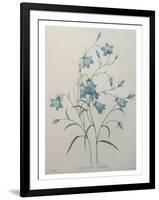 Bellflower-Pierre-Joseph Redoute-Framed Art Print