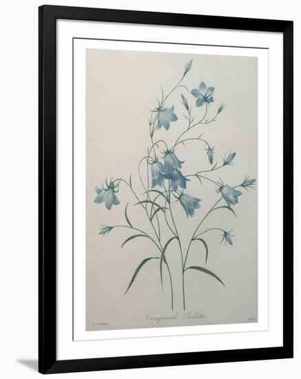 Bellflower-Pierre-Joseph Redoute-Framed Art Print