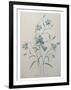 Bellflower-Pierre-Joseph Redoute-Framed Art Print