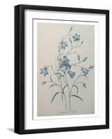 Bellflower-Pierre-Joseph Redoute-Framed Art Print