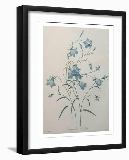 Bellflower-Pierre-Joseph Redoute-Framed Art Print