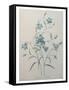 Bellflower-Pierre-Joseph Redoute-Framed Stretched Canvas