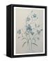 Bellflower-Pierre-Joseph Redoute-Framed Stretched Canvas