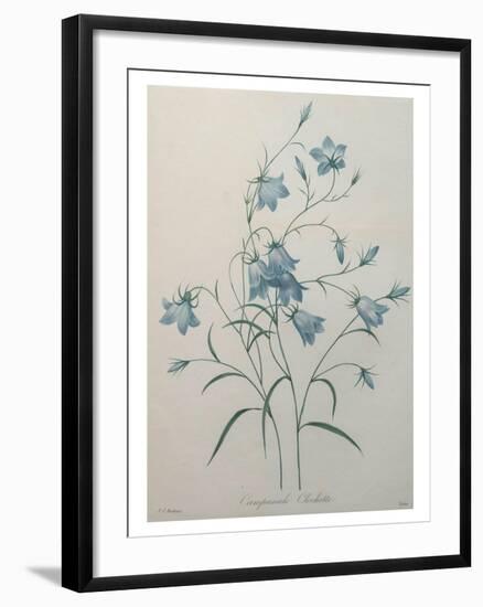 Bellflower-Pierre-Joseph Redoute-Framed Art Print