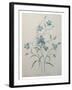 Bellflower-Pierre-Joseph Redoute-Framed Art Print