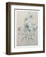 Bellflower-Pierre-Joseph Redoute-Framed Art Print