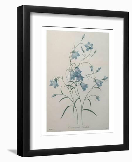 Bellflower-Pierre-Joseph Redoute-Framed Art Print