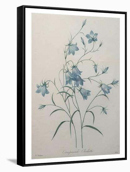 Bellflower-Pierre-Joseph Redoute-Framed Stretched Canvas