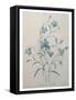 Bellflower-Pierre-Joseph Redoute-Framed Stretched Canvas