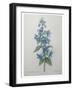 Bellflower-Pierre-Joseph Redoute-Framed Art Print