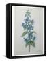 Bellflower-Pierre-Joseph Redoute-Framed Stretched Canvas