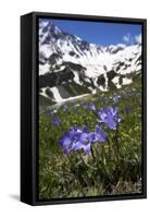 Bellflowers with Lake Donguzorun and Donguzorumn Mountains Behind, Caucasus, Russia, June-Schandy-Framed Stretched Canvas