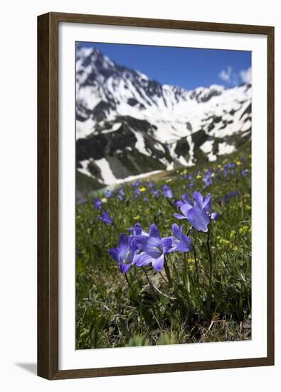 Bellflowers with Lake Donguzorun and Donguzorumn Mountains Behind, Caucasus, Russia, June-Schandy-Framed Premium Photographic Print