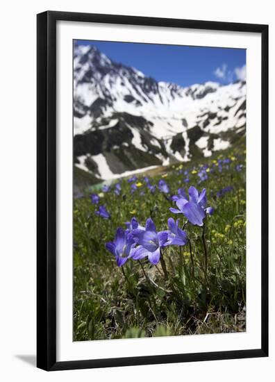 Bellflowers with Lake Donguzorun and Donguzorumn Mountains Behind, Caucasus, Russia, June-Schandy-Framed Premium Photographic Print