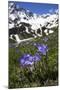 Bellflowers with Lake Donguzorun and Donguzorumn Mountains Behind, Caucasus, Russia, June-Schandy-Mounted Premium Photographic Print